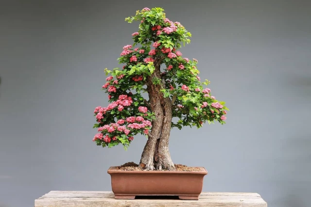 different types of bonsai trees