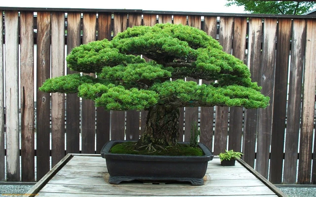 how to care for a bonsai tree