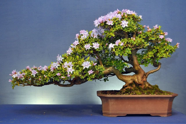 how to grow your own bonsai tree