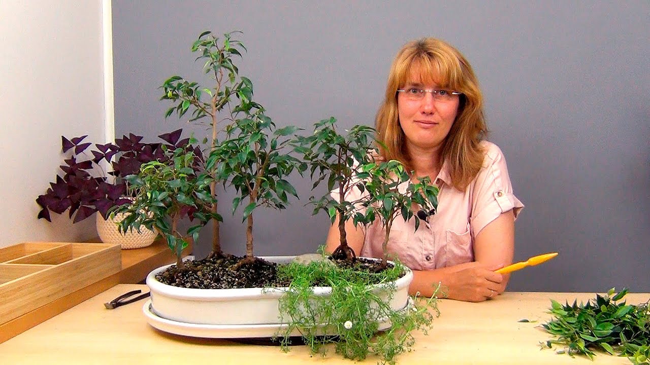 The Bonsai Tree Care System