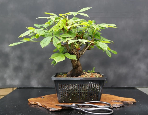 best indoor bonsai tree for beginners