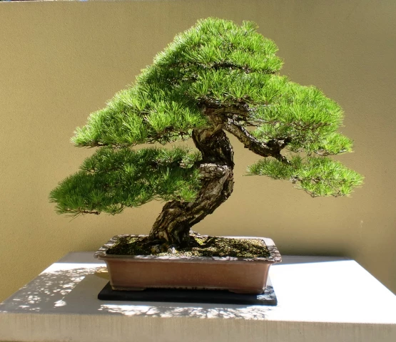 do bonsai trees need sun